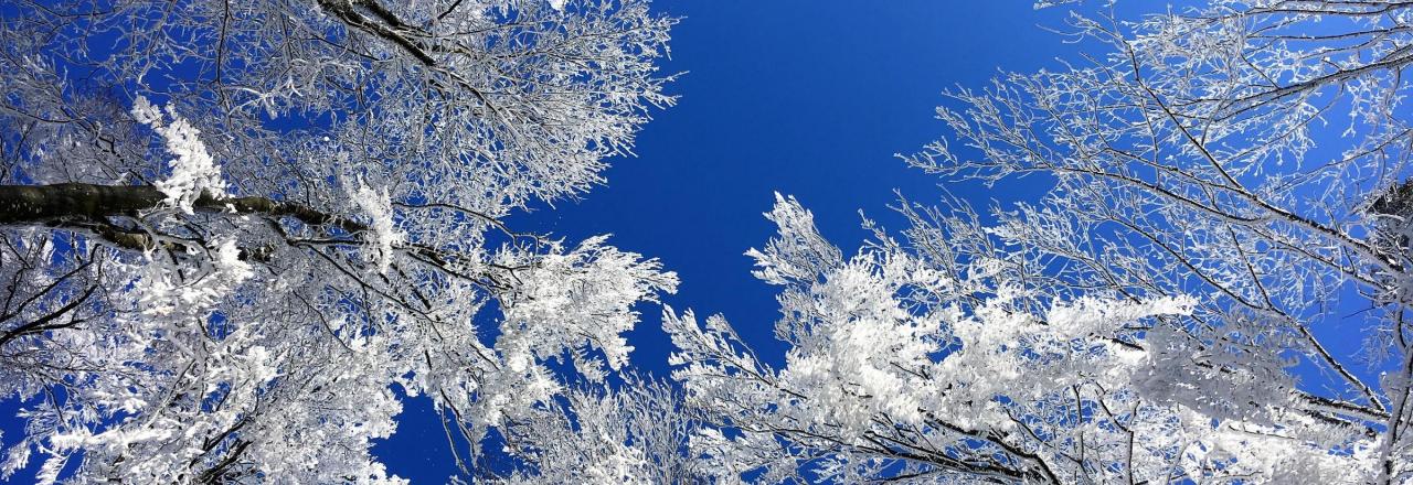 winter trees with blue sky 