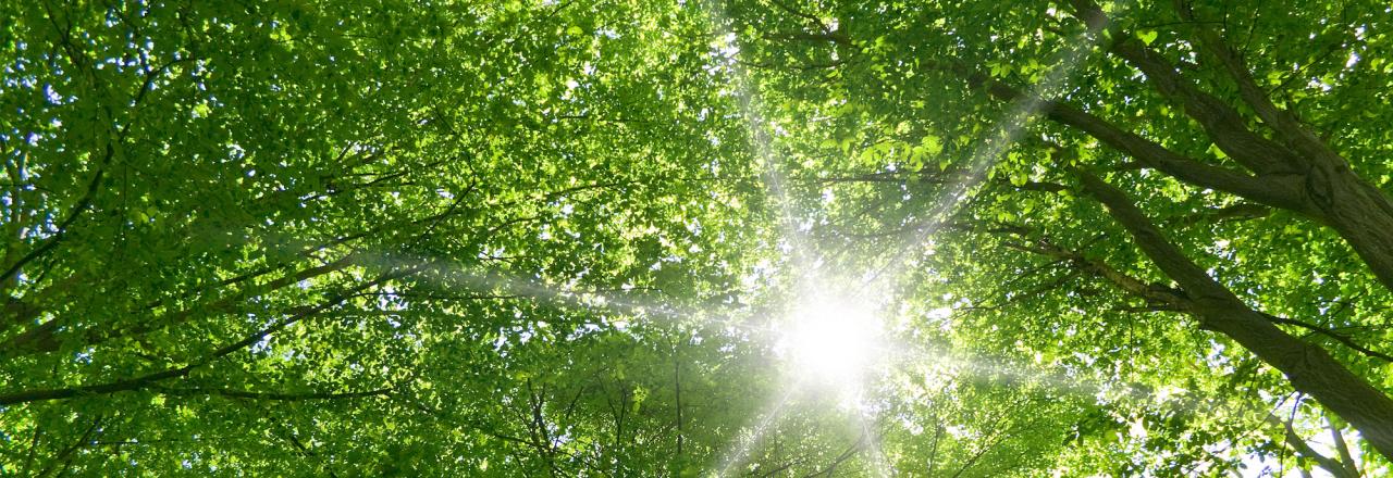 Goggin Energy spring summer sunshine through green tree leaves